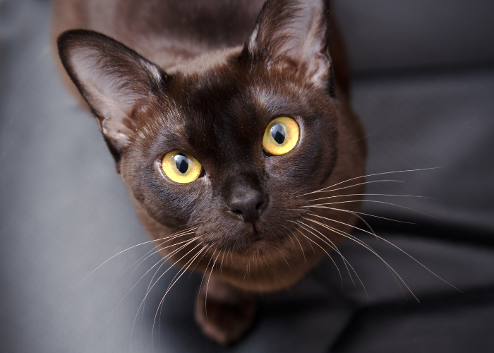 A Burmese cat with facial alopecia