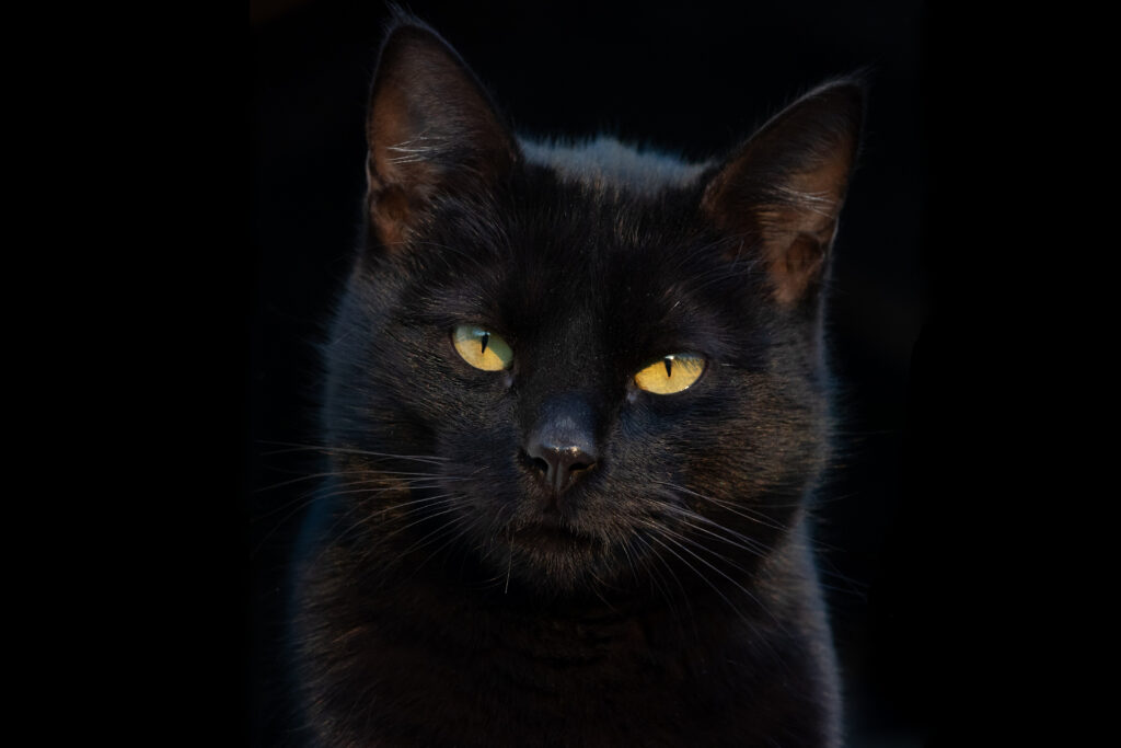 why black cats are awesome