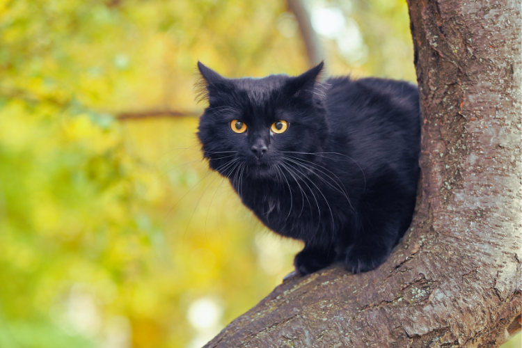 why black cats are awesome