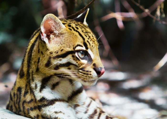 ocelot