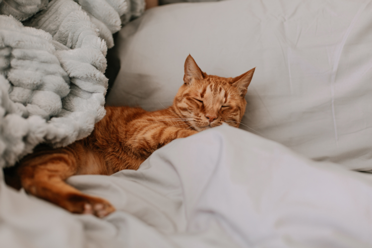 why do cats sleep so much?