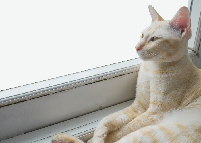 do cats wait for their owners to come home?